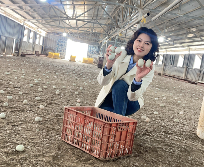From source to table | Shenzhen Operation Center team explores the ecological industry chain of Hetian Baolong sea duck eggs