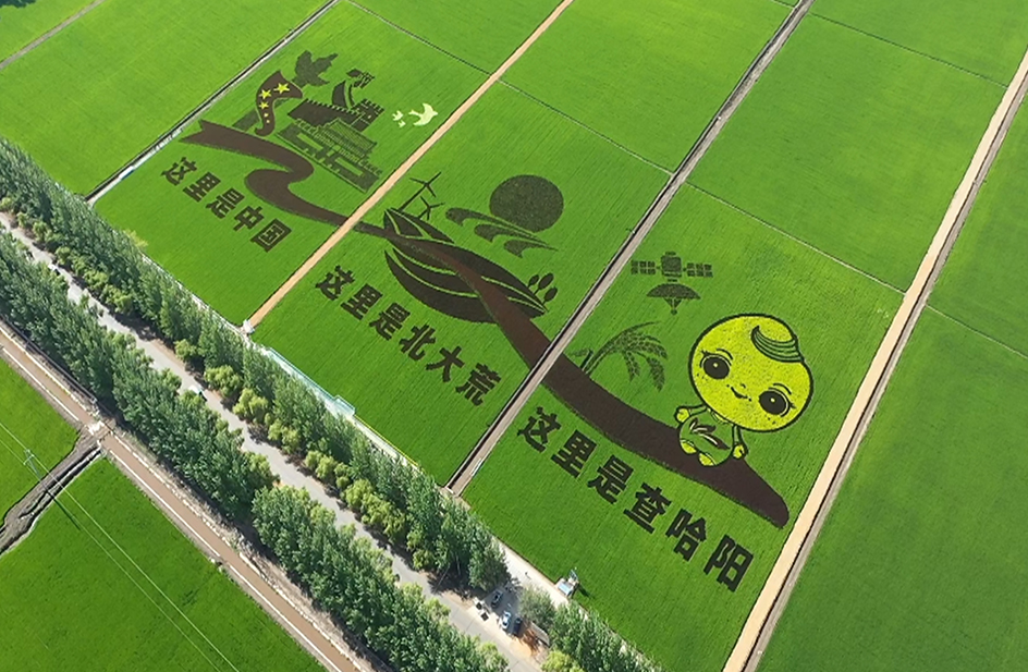 Chahayang rice planting base + freeze-dried food processing plant
